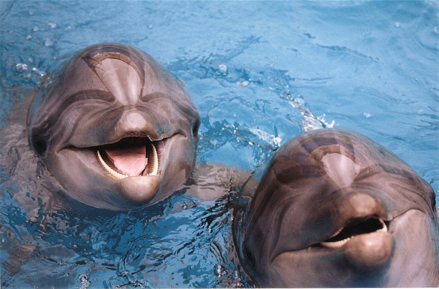  Дельфины называют друг друга по имени