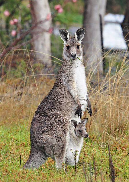 13 Самки кенгуру меняются детёнышами по ошибке