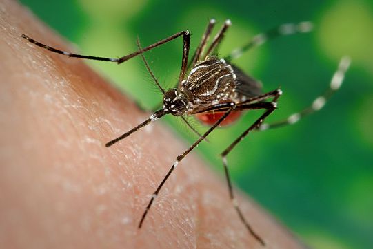 1409636453_bakterii-protiv-lihoradki-denge В Японии лихорадкой денге заболело 144 человека