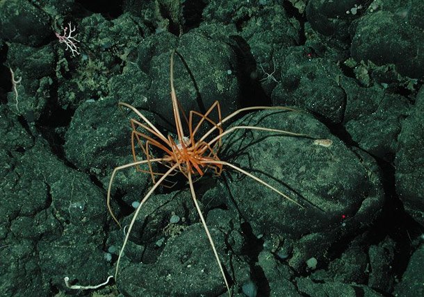 1415613433_prikolnye-zhivotnye-22 Морские пауки могут достигать гигантских размеров
