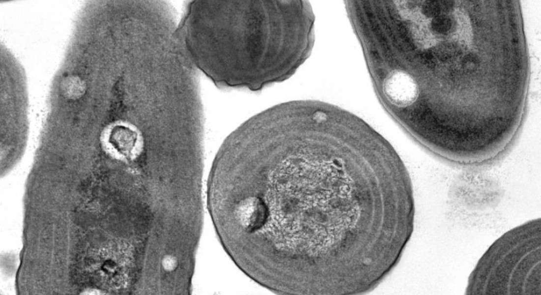 20131407181738 Найдены окаменелости бактерий возрастом 3,5 млрд лет