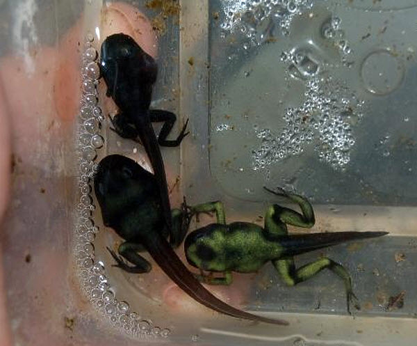 222 У головастиков жабы-аги обнаружили родственные чувства по отношению к икринкам