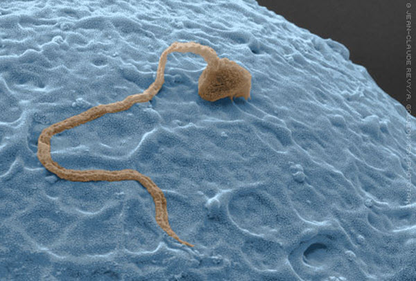 2503 Ученые научились выращивать «дееспособные» сперматозоиды 