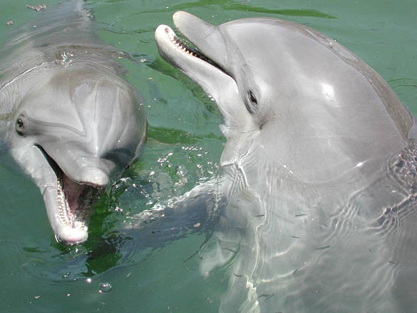 304 Ученым, возможно, удалось услышать дельфиньи имена