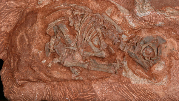 546798536 В Китае обнаружены окаменелости неизвестных животных