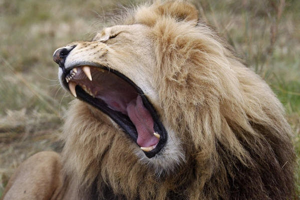56 Ученые установили, что львы чаще нападают на людей в безлунные ночи