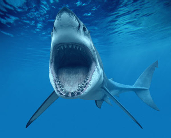 66 Удивительные и страшные находки в желудке акулы