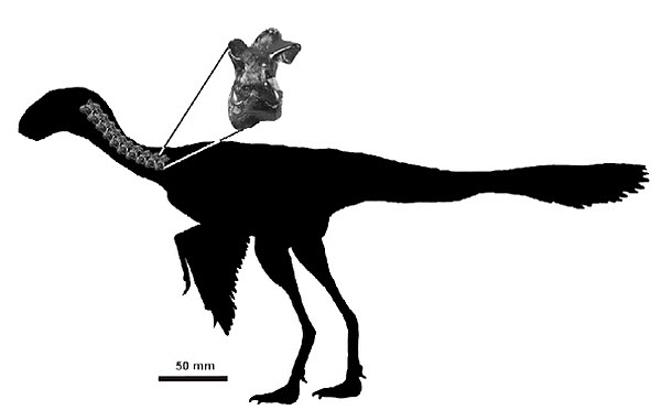 73 Самый маленький динозавр, возможно, весил всего 200 грамм