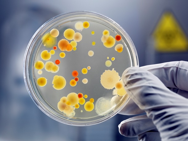 bakteria В США нашли новую опасную бактерию, способную вызвать глобальную эпидемию