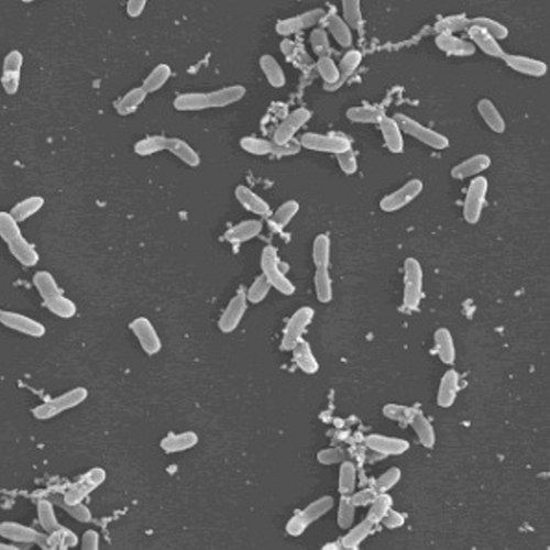 d0b1d0b0d0bad182d0b5d180d0b8d0b8 Найдена бактерия, которая растет в гармонии с мышьяком 