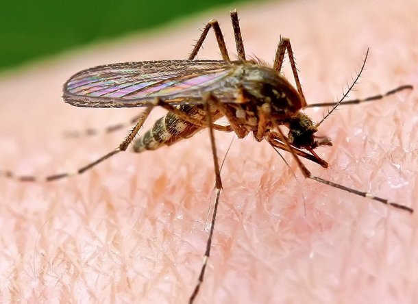 komar Ученые предлагают полностью уничтожить комаров на планете