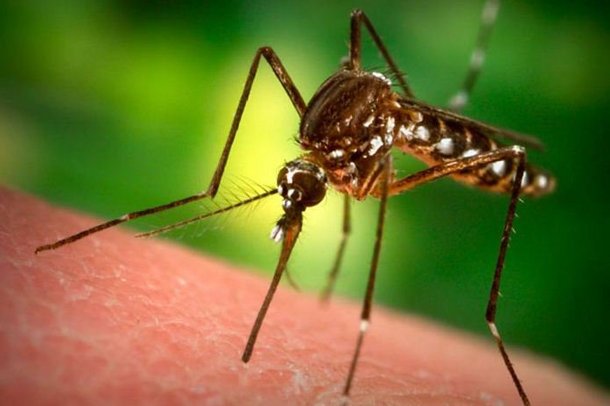 malyariyniy-komar Комар признан самым опасным убийцей в мире