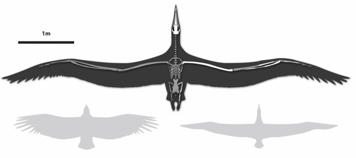 pelagornis-sandersi Американские ученые нашли останки самой крупной летающей птицы